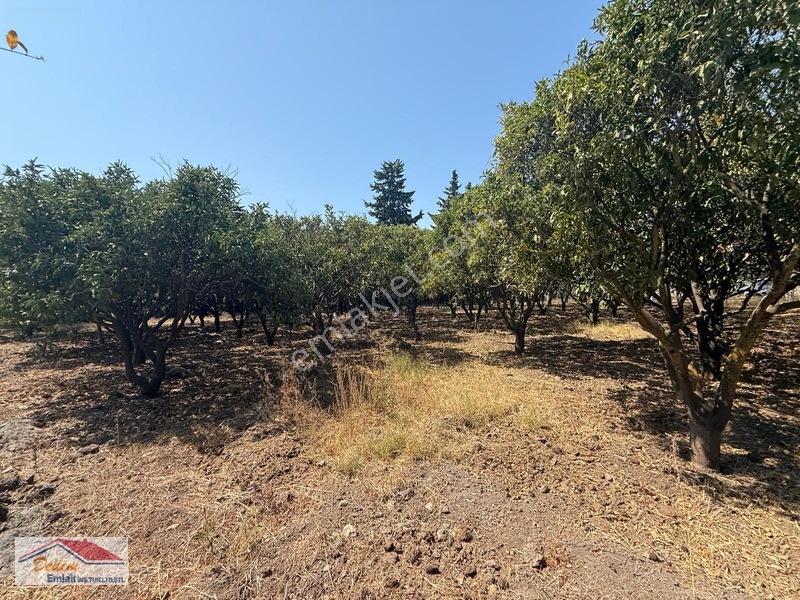 Bodrum Gökçebel Mah. 2,760m2 Narenciye Bahçesi Satılık — fotoğraf 6