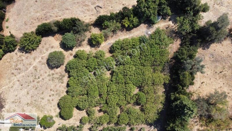 Bodrum Gökçebel Mah. 2,760m2 Narenciye Bahçesi Satılık — fotoğraf 15