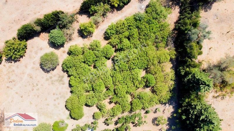 Bodrum Gökçebel Mah. 2,760m2 Narenciye Bahçesi Satılık — fotoğraf 16