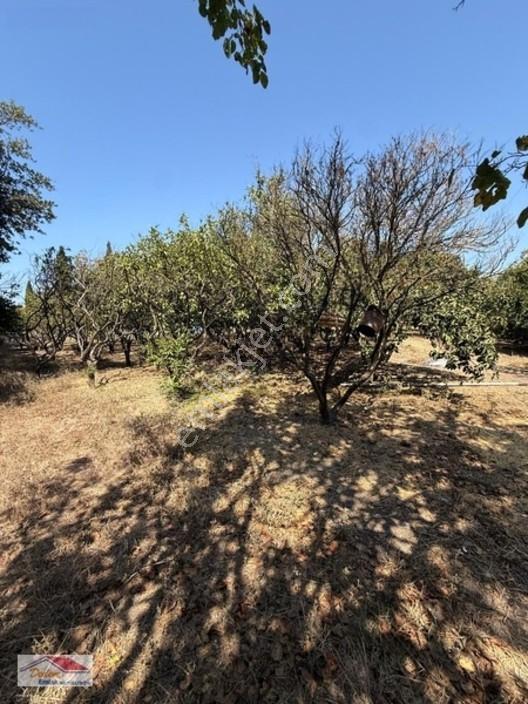 Bodrum Gökçebel Mah. 2,760m2 Narenciye Bahçesi Satılık — fotoğraf 24