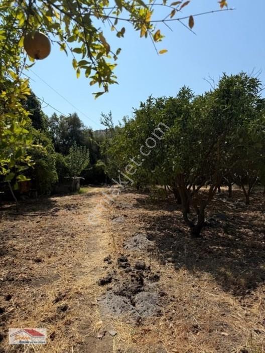 Bodrum Gökçebel Mah. 2,760m2 Narenciye Bahçesi Satılık — fotoğraf 25
