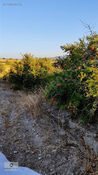 Ev Tarla Zeytinlik Cevizlik Bahçe Asfalt Yol İki Yanı — fotoğraf 8