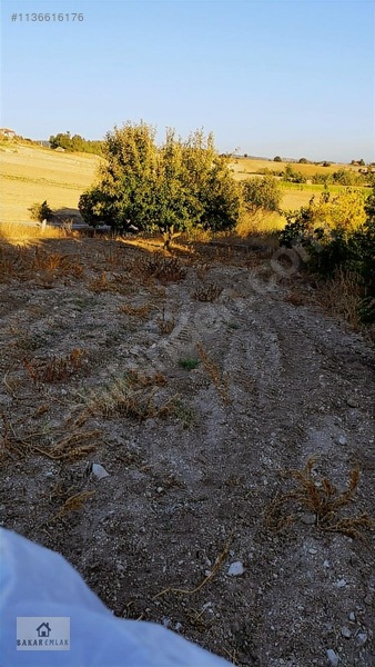 Ev Tarla Zeytinlik Cevizlik Bahçe Asfalt Yol İki Yanı — fotoğraf 12