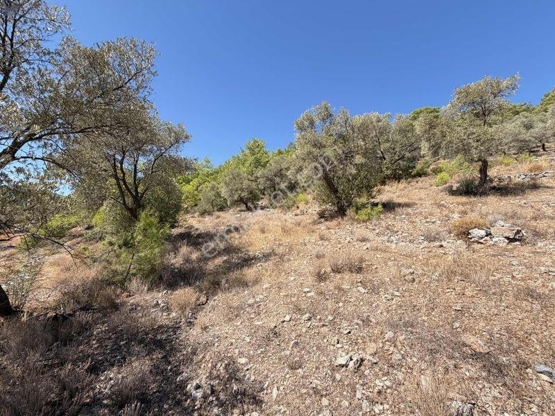Bodrum Kızılağaç'ta Satılık Deniz Manzaralı Tarla — fotoğraf 7