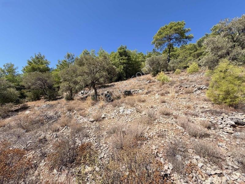 Bodrum Kızılağaç'ta Satılık Deniz Manzaralı Tarla — fotoğraf 15