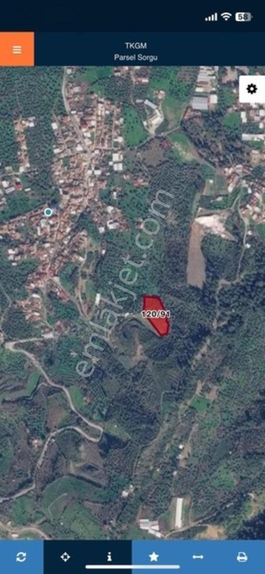 Kemalpaşa Sarılar Köyünde Tek Tapu Zeytin Ve Armut Bahçesi — fotoğraf 2