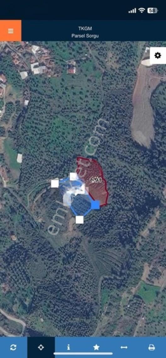 Kemalpaşa Sarılar Köyünde Tek Tapu Zeytin Ve Armut Bahçesi — fotoğraf 3