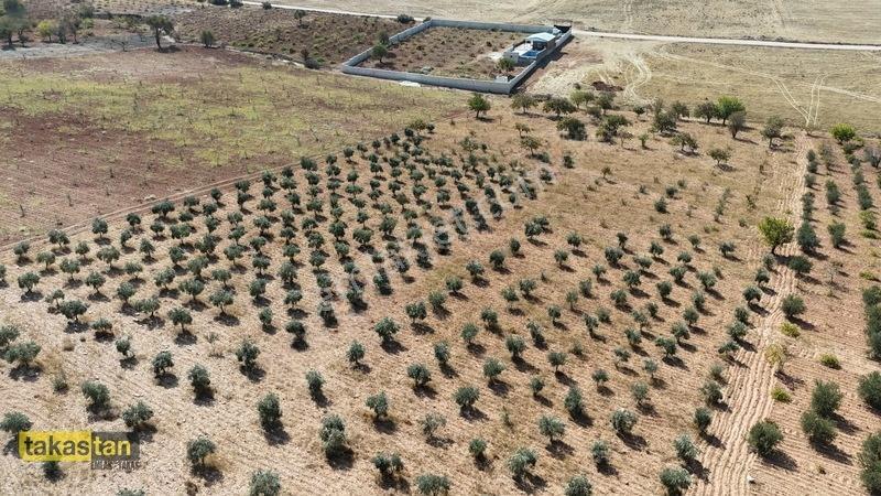 Suboğazı Sınırı Tek Tapu Resmi Yol İmara Yakın Ful Zeytin Fırsat