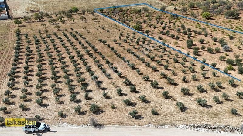 Suboğazı Sınırı Tek Tapu Resmi Yol İmara Yakın Ful Zeytin Fırsat — fotoğraf 3