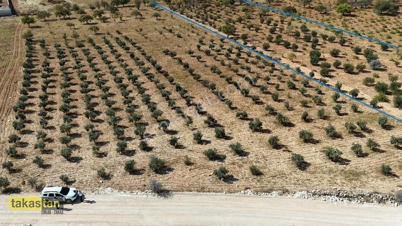Suboğazı Sınırı Tek Tapu Resmi Yol İmara Yakın Ful Zeytin Fırsat — fotoğraf 4