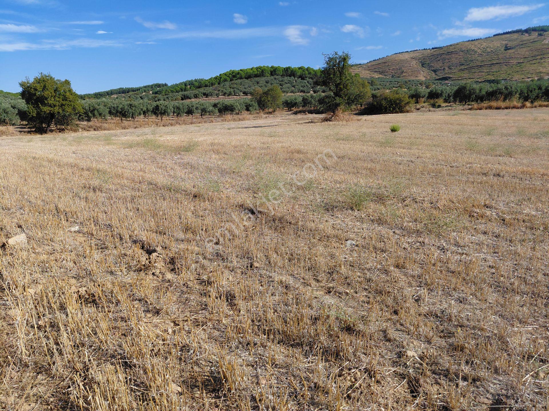 Akisar 5.km Mesafede Tarım Ve Hayvancılığa Uygun 27.500 M2 Boş Tarla 8.500.000 Tl — fotoğraf 9