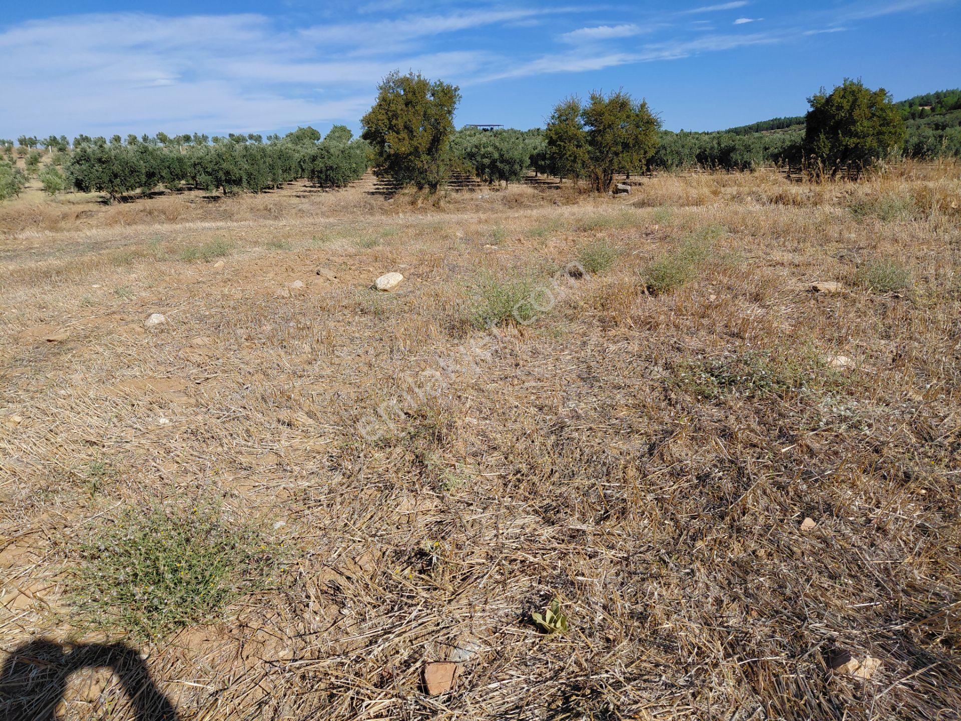 Akisar 5.km Mesafede Tarım Ve Hayvancılığa Uygun 27.500 M2 Boş Tarla 8.500.000 Tl — fotoğraf 10