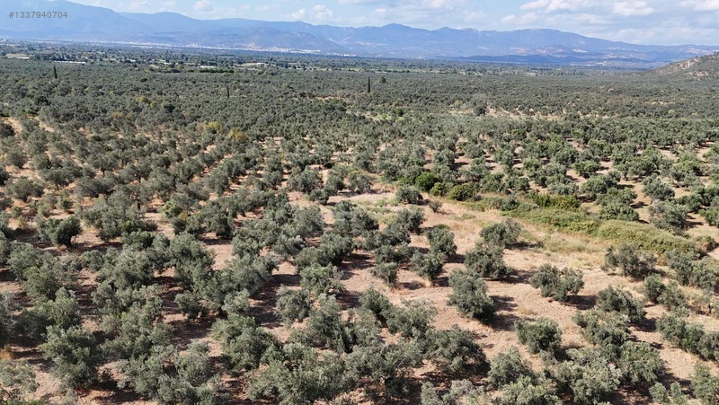 Turyap Edremit Körfez'Den Burhaniye'De 11.446 M² Zeytinlik