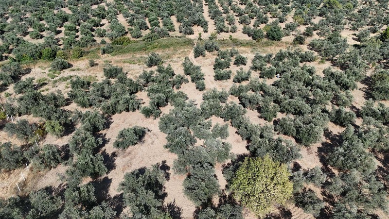 Turyap Edremit Körfez'den Burhaniye'de 11.446 M² Zeytinlik — fotoğraf 3