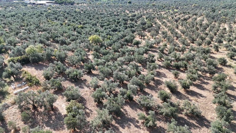 Turyap Edremit Körfez'den Burhaniye'de 11.446 M² Zeytinlik — fotoğraf 4