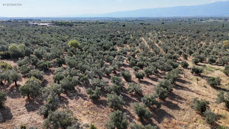 Turyap Edremit Körfez'den Burhaniye'de 11.446 M² Zeytinlik — fotoğraf 5