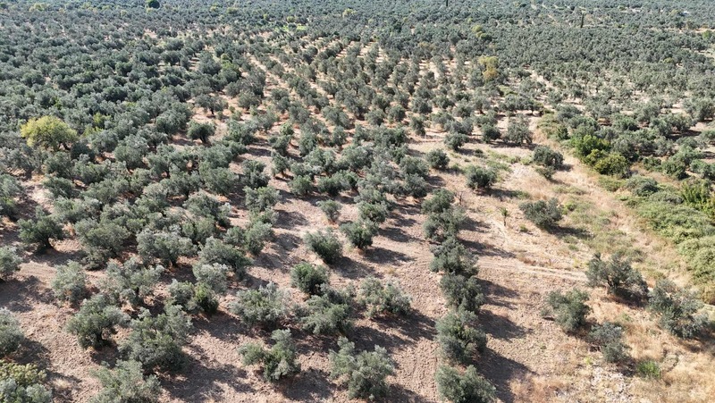 Turyap Edremit Körfez'den Burhaniye'de 11.446 M² Zeytinlik — fotoğraf 6