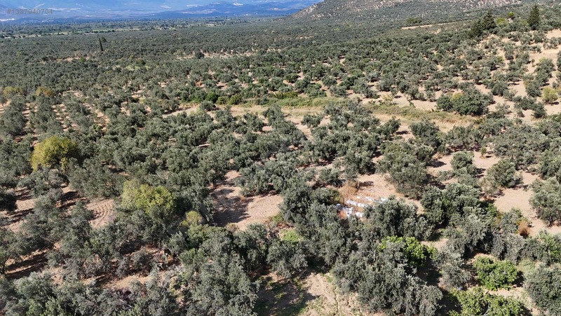 Turyap Edremit Körfez'den Burhaniye'de 11.446 M² Zeytinlik — fotoğraf 7