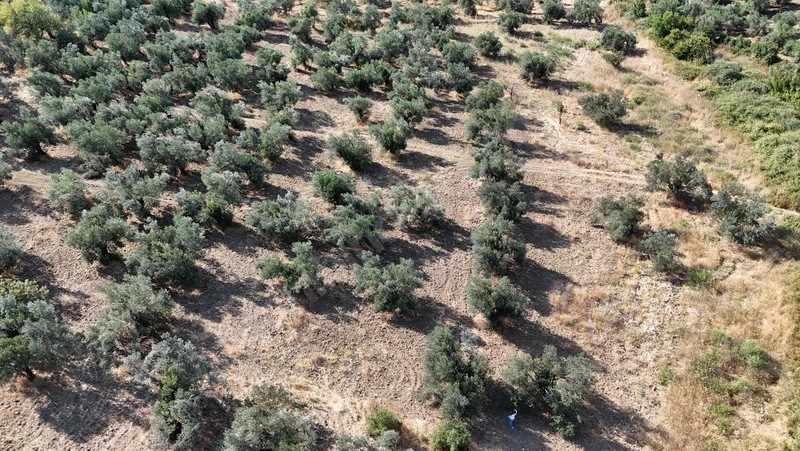 Turyap Edremit Körfez'den Burhaniye'de 11.446 M² Zeytinlik — fotoğraf 8
