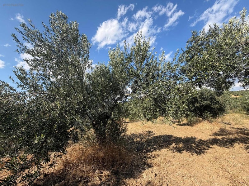 Turyap Edremit Körfez'den Burhaniye'de 11.446 M² Zeytinlik — fotoğraf 10