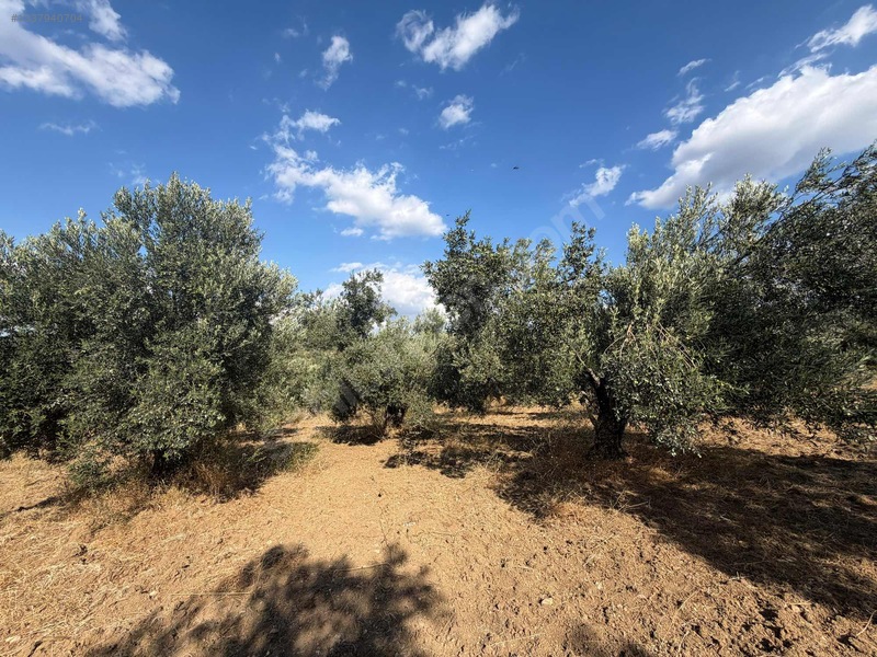 Turyap Edremit Körfez'den Burhaniye'de 11.446 M² Zeytinlik — fotoğraf 11