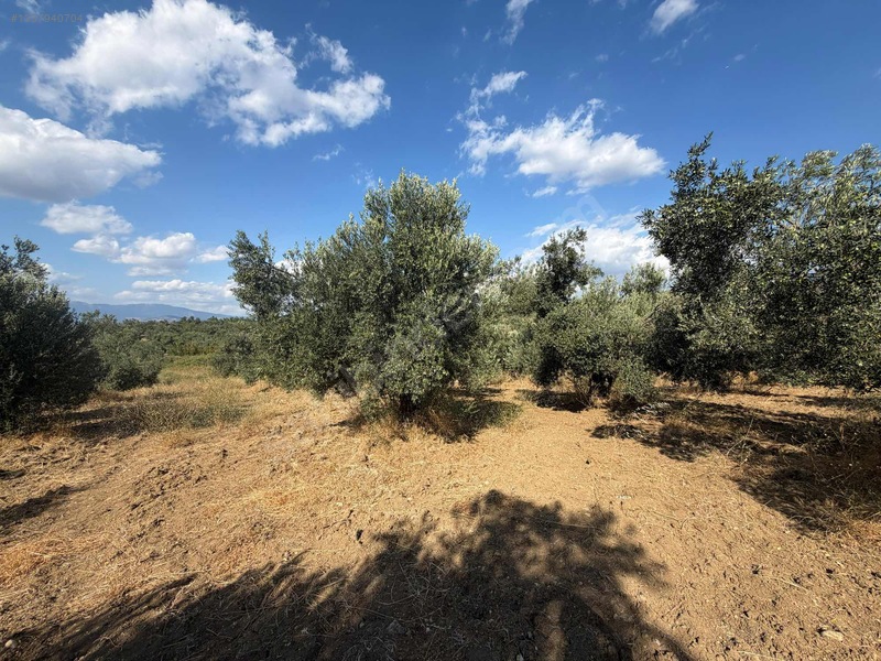Turyap Edremit Körfez'den Burhaniye'de 11.446 M² Zeytinlik — fotoğraf 14