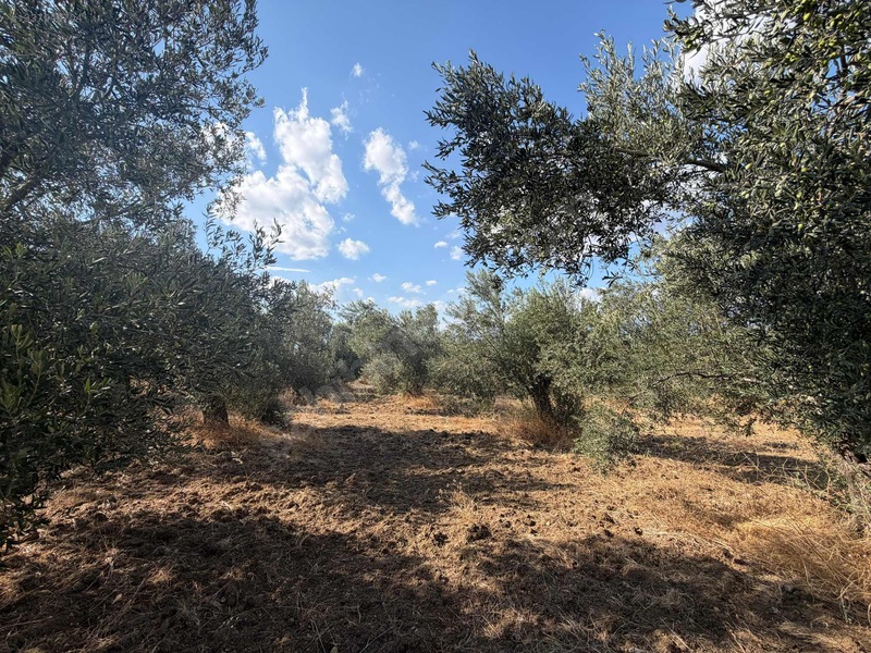 Turyap Edremit Körfez'den Burhaniye'de 11.446 M² Zeytinlik — fotoğraf 15