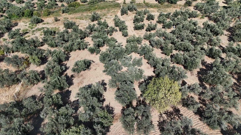 Turyap Edremit Körfez'den Burhaniye'de 11.446 M² Zeytinlik — fotoğraf 16