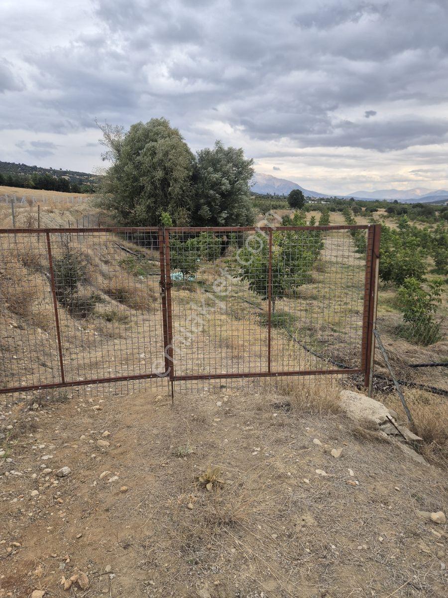 Yaylada Müstakil Tapulu Satılık Ceviz Bahçesi — fotoğraf 2