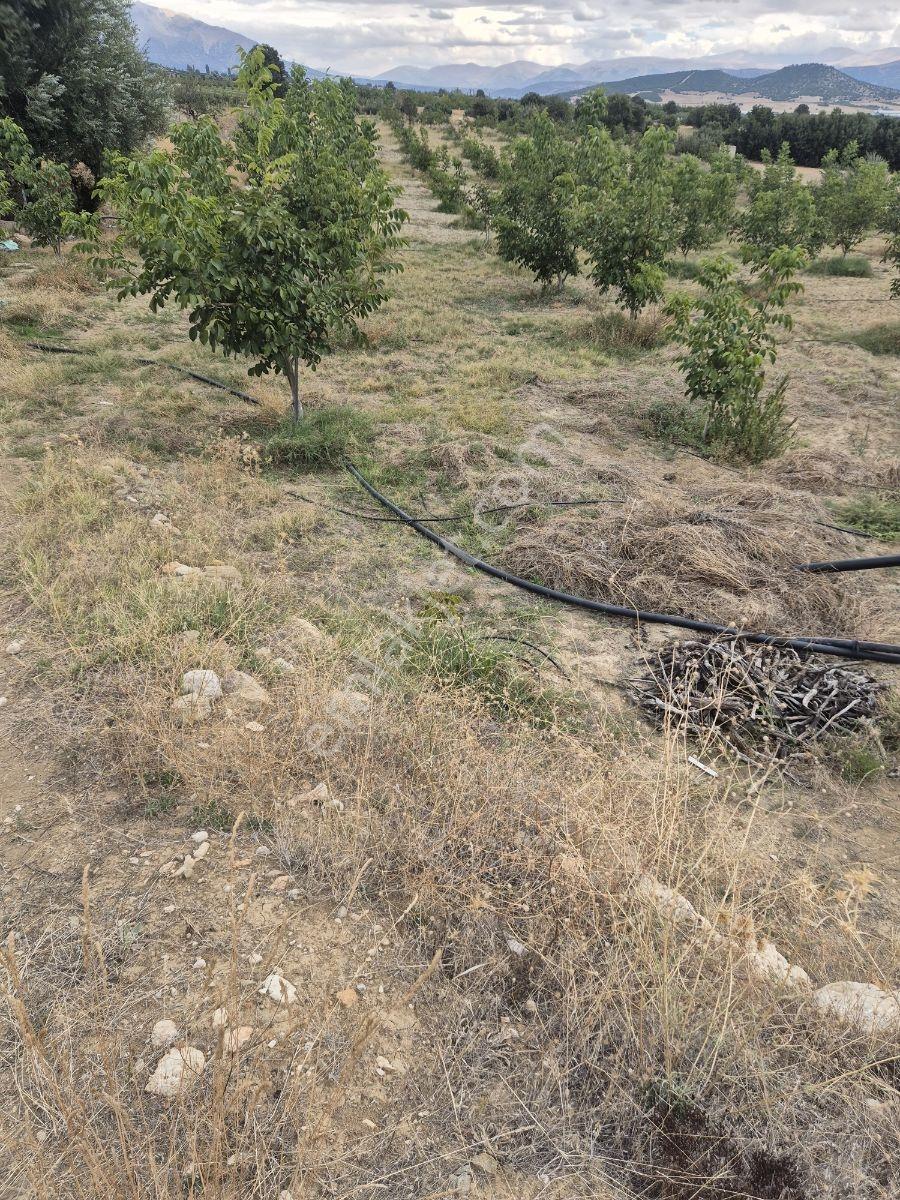 Yaylada Müstakil Tapulu Satılık Ceviz Bahçesi — fotoğraf 5