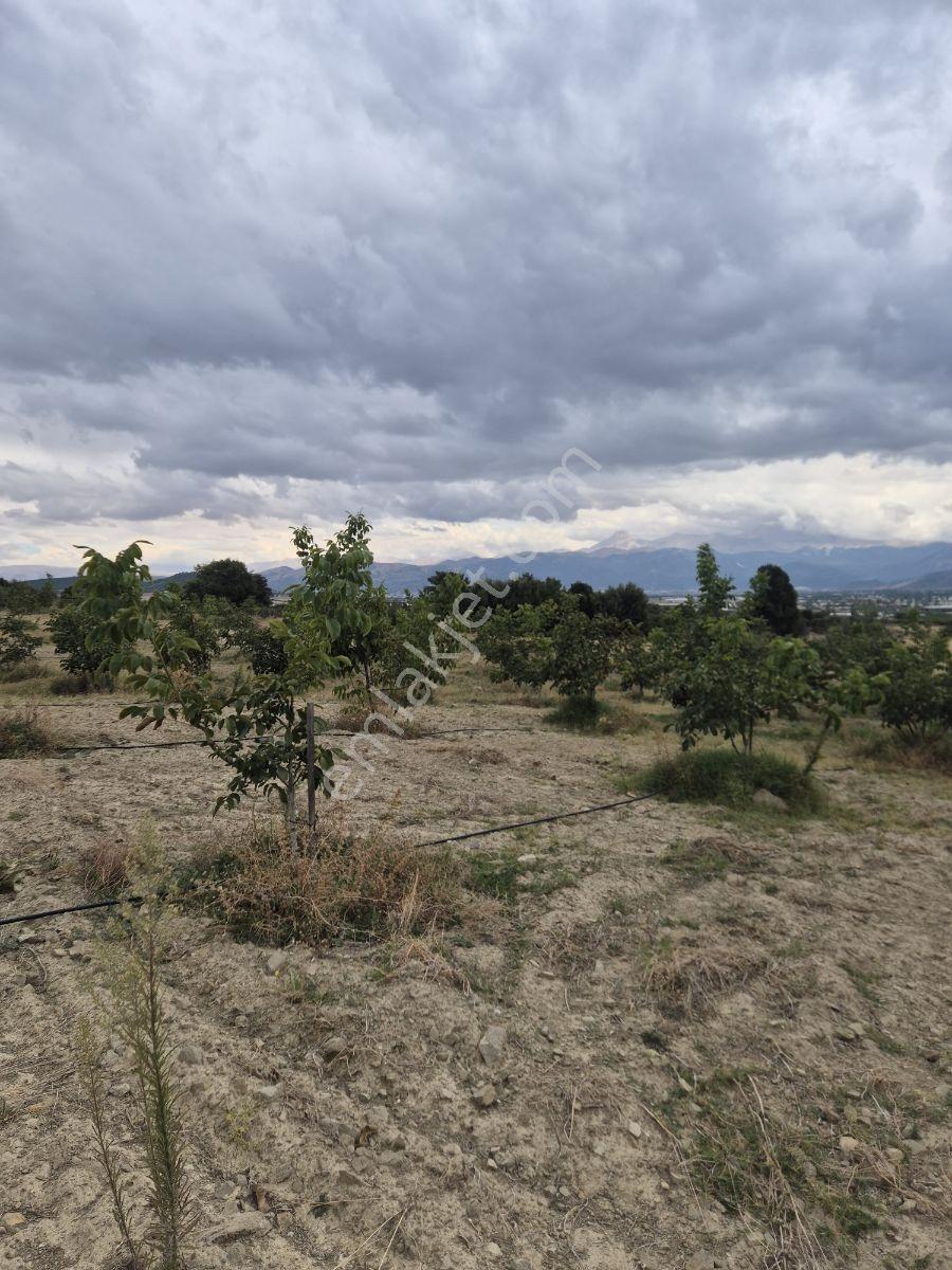 Yaylada Müstakil Tapulu Satılık Ceviz Bahçesi — fotoğraf 7
