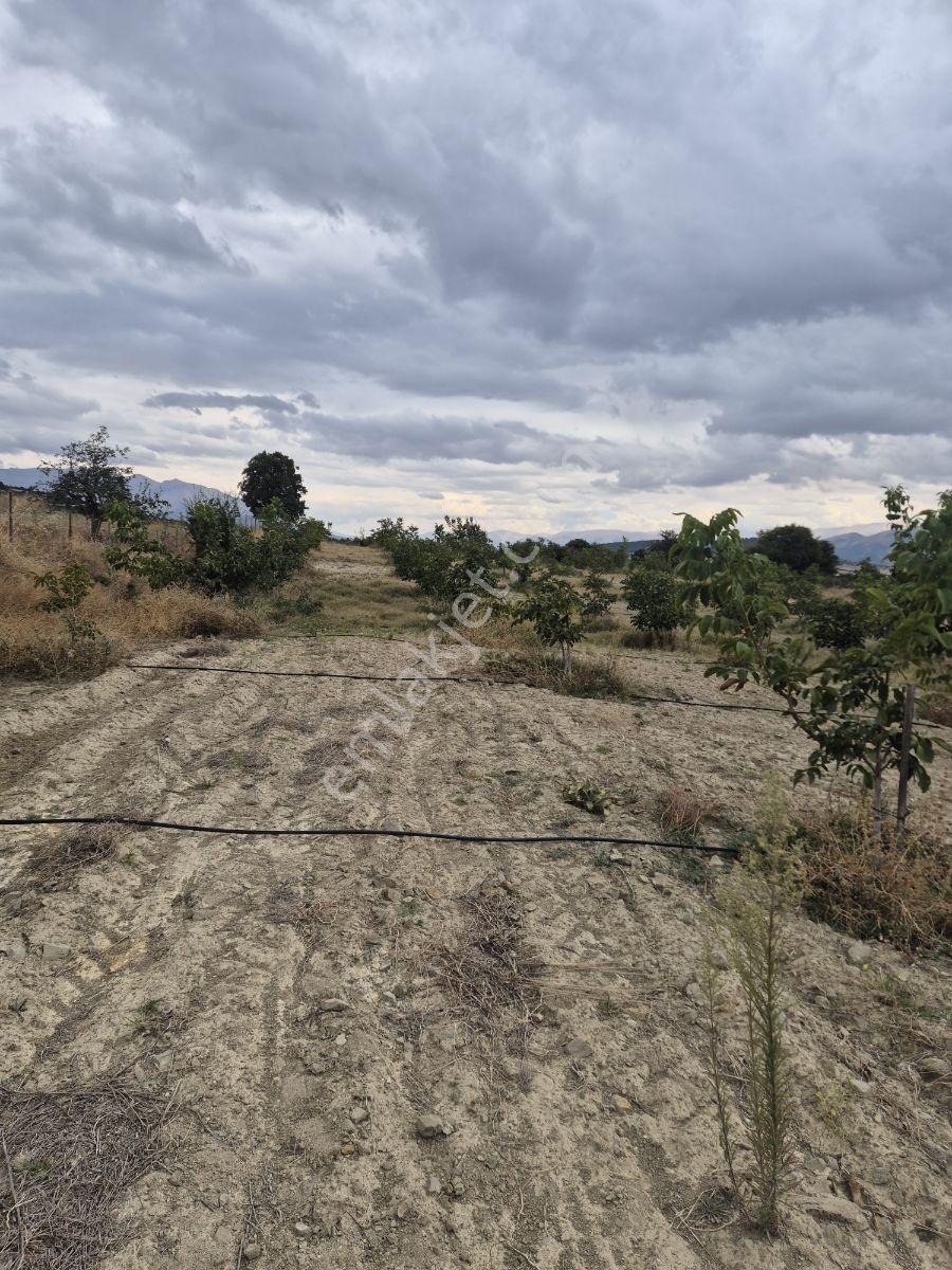 Yaylada Müstakil Tapulu Satılık Ceviz Bahçesi — fotoğraf 8