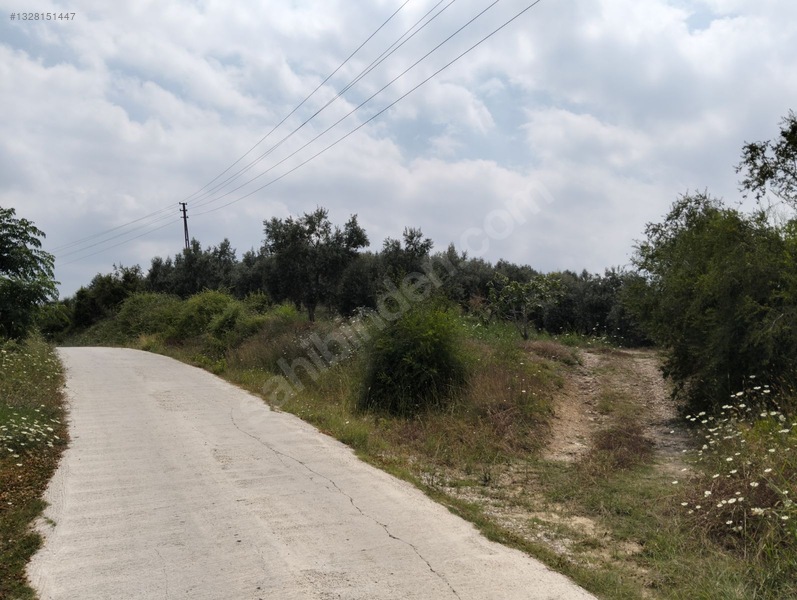Gök Emlak'tan Emsalsiz Zeytinlik
