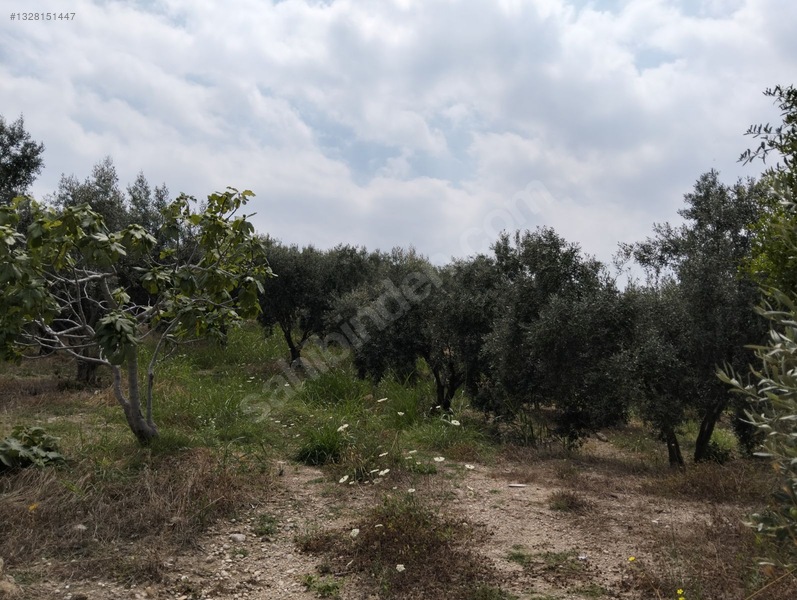 Gök Emlak'tan Emsalsiz Zeytinlik — fotoğraf 2