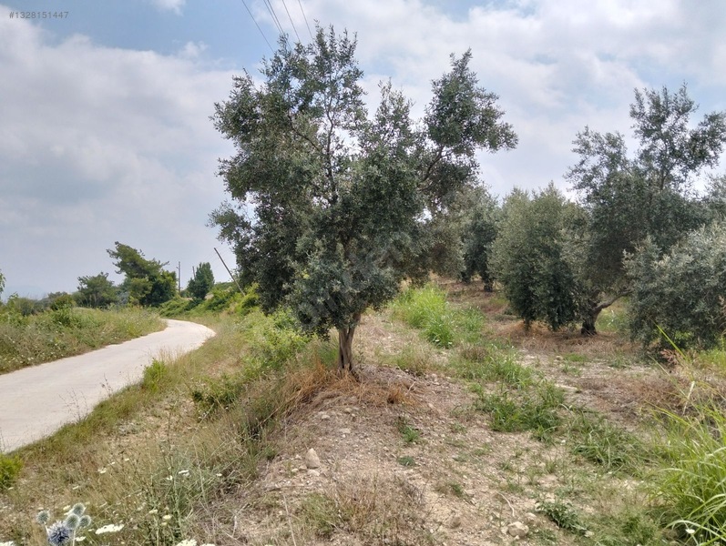 Gök Emlak'tan Emsalsiz Zeytinlik — fotoğraf 3