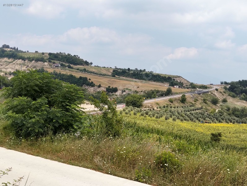 Gök Emlak'tan Emsalsiz Zeytinlik — fotoğraf 5
