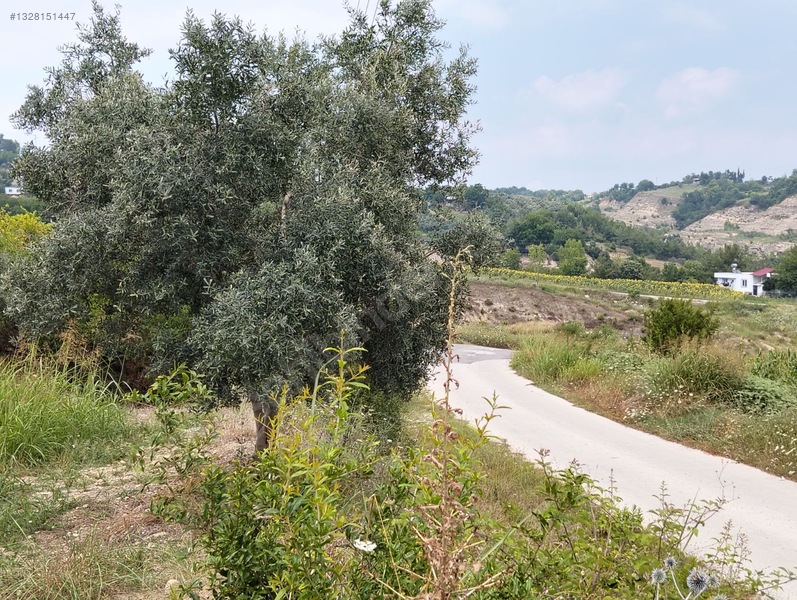 Gök Emlak'tan Emsalsiz Zeytinlik — fotoğraf 6