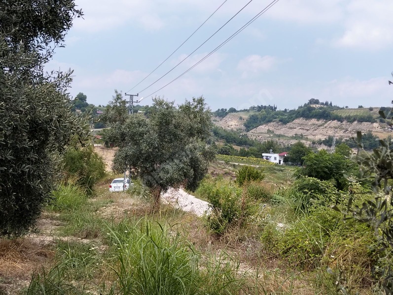 Gök Emlak'tan Emsalsiz Zeytinlik — fotoğraf 7