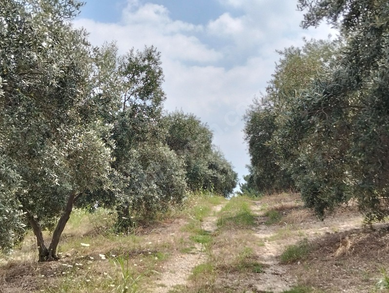 Gök Emlak'tan Emsalsiz Zeytinlik — fotoğraf 8