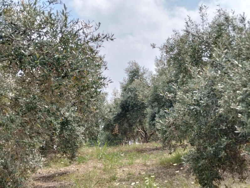Gök Emlak'tan Emsalsiz Zeytinlik — fotoğraf 9