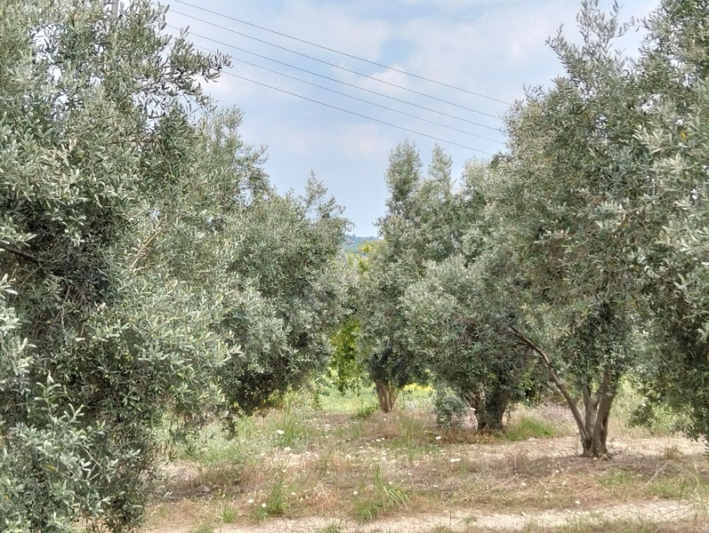 Gök Emlak'tan Emsalsiz Zeytinlik — fotoğraf 10