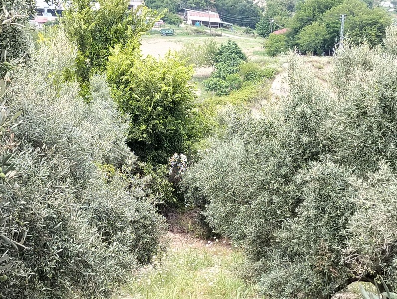Gök Emlak'tan Emsalsiz Zeytinlik — fotoğraf 11