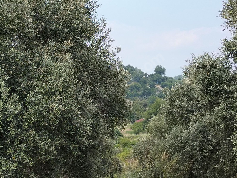 Gök Emlak'tan Emsalsiz Zeytinlik — fotoğraf 15