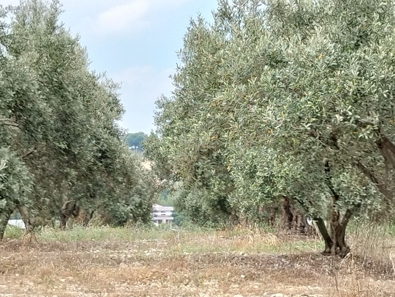 Gök Emlak'tan Emsalsiz Zeytinlik — fotoğraf 16