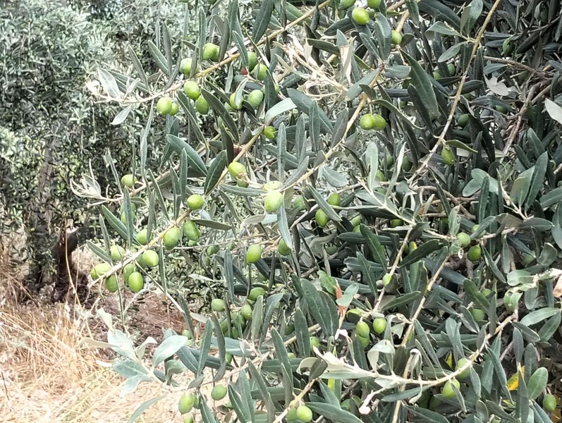 Gök Emlak'tan Emsalsiz Zeytinlik — fotoğraf 17