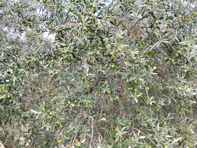 Gök Emlak'tan Emsalsiz Zeytinlik — fotoğraf 18
