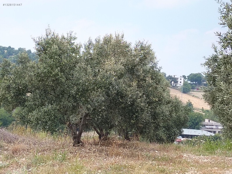 Gök Emlak'tan Emsalsiz Zeytinlik — fotoğraf 19
