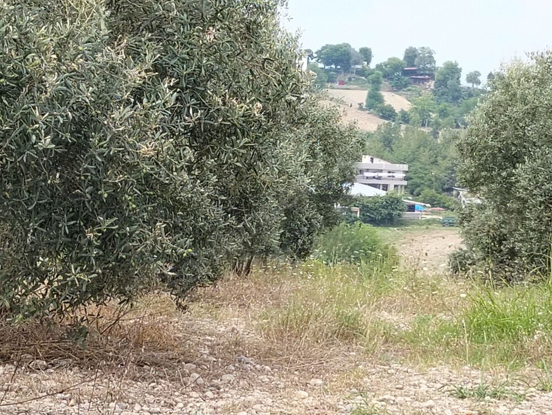 Gök Emlak'tan Emsalsiz Zeytinlik — fotoğraf 22