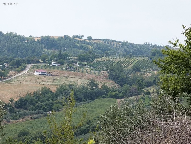 Gök Emlak'tan Emsalsiz Zeytinlik — fotoğraf 23