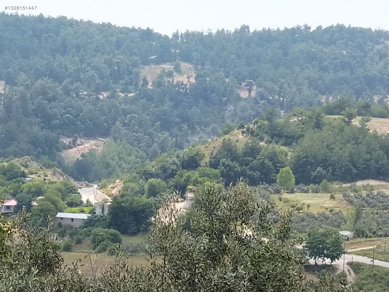 Gök Emlak'tan Emsalsiz Zeytinlik — fotoğraf 24